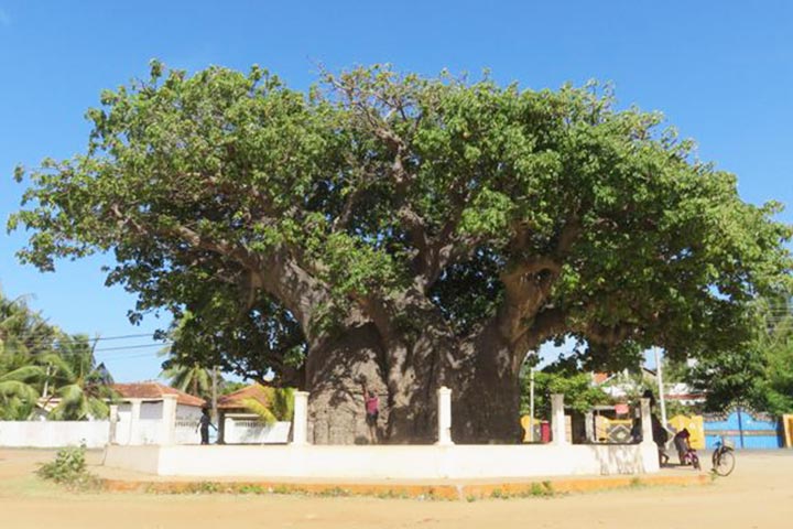 Baobab Tree