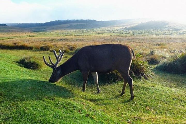 Ceylon Master Tours - Hortan Plains