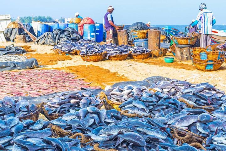 Negombo Fish Market