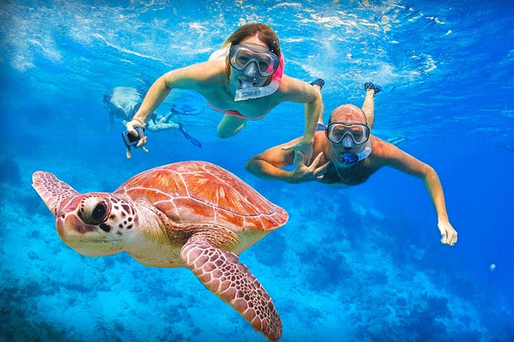 Swim with Turtles