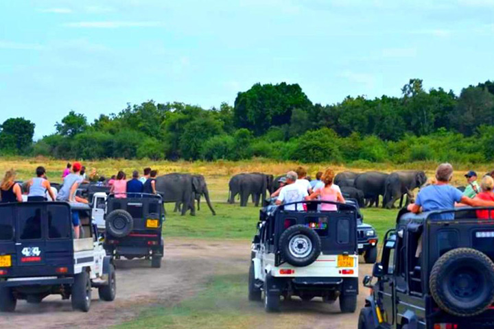 Udawalawe Safari