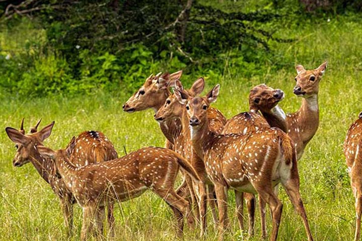 Wilpattu National Park