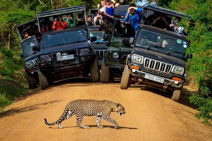 Ceylon Master Tours - Yala Safari