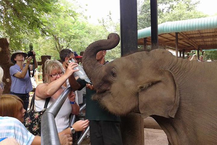 Elephant Orphanage