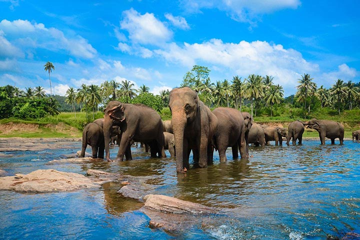 Pinnawala Elephant Orphanage