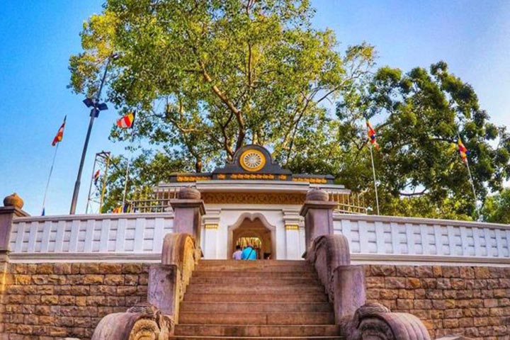 Sri Maha Bodhiya