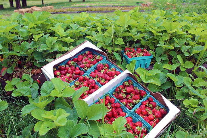 Straberry Farm