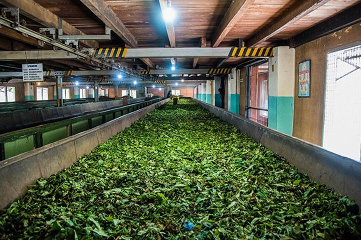 Tea Factory & Tea Plantation