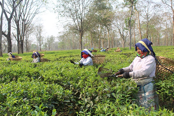 Tea Plantation & Factory