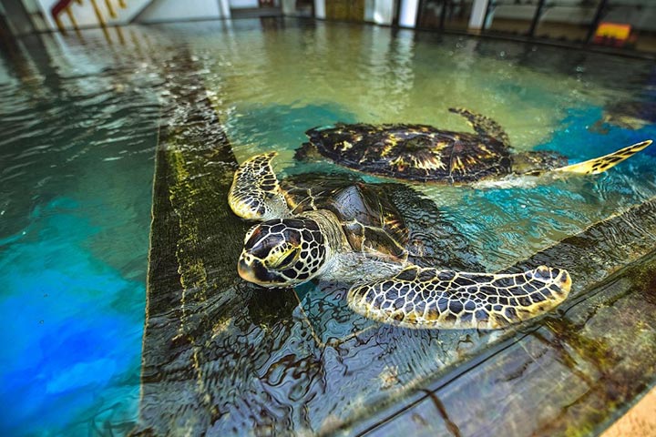 Turtles Hatchery