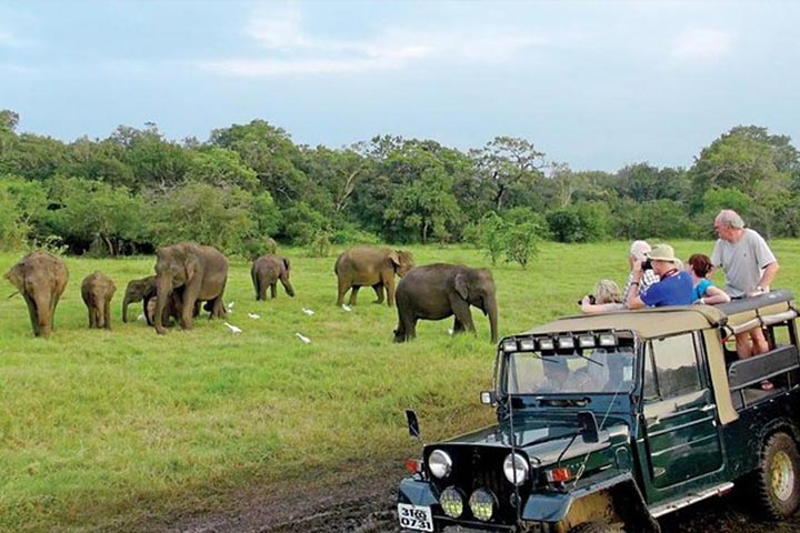 Minneriya Jeep Safari