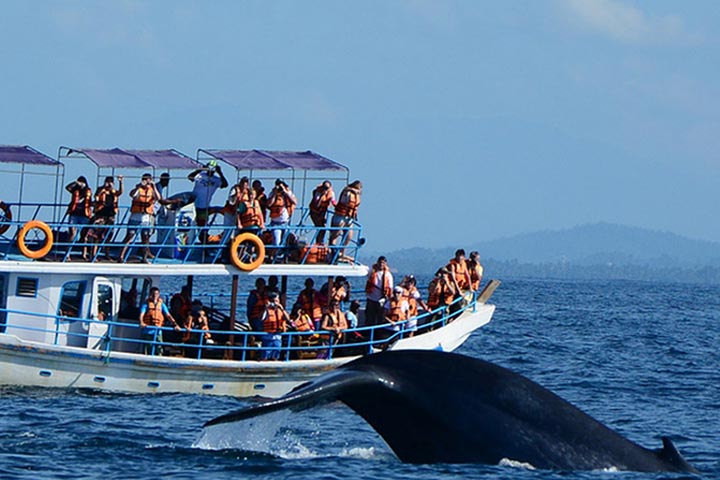 Whale Watching