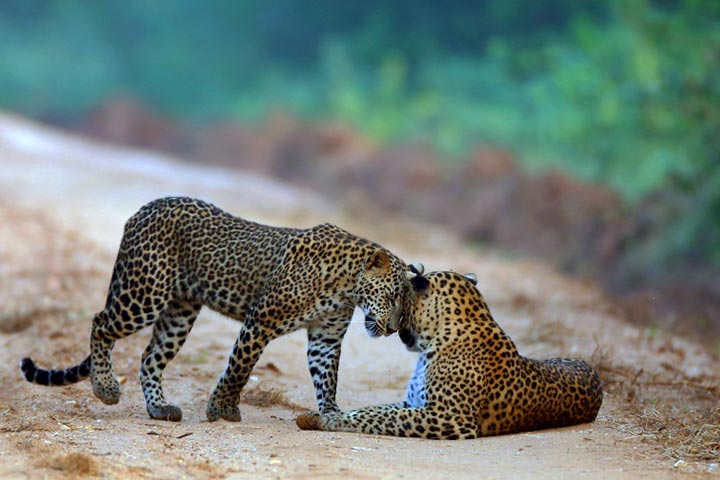 Yala Jeep Safari