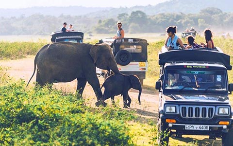 Ceylon Master Tours - Taxi Hire - Safari Jeep